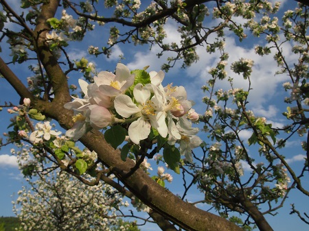 kvetoucí stromy v genofondovém sadu ve Velké nad Veličkou